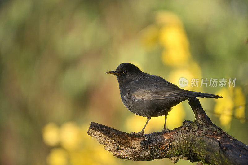 黑鸟(Turdus merula)